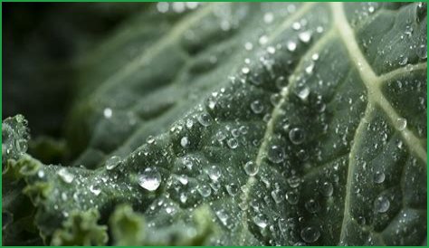 The Dangers of Superfoods